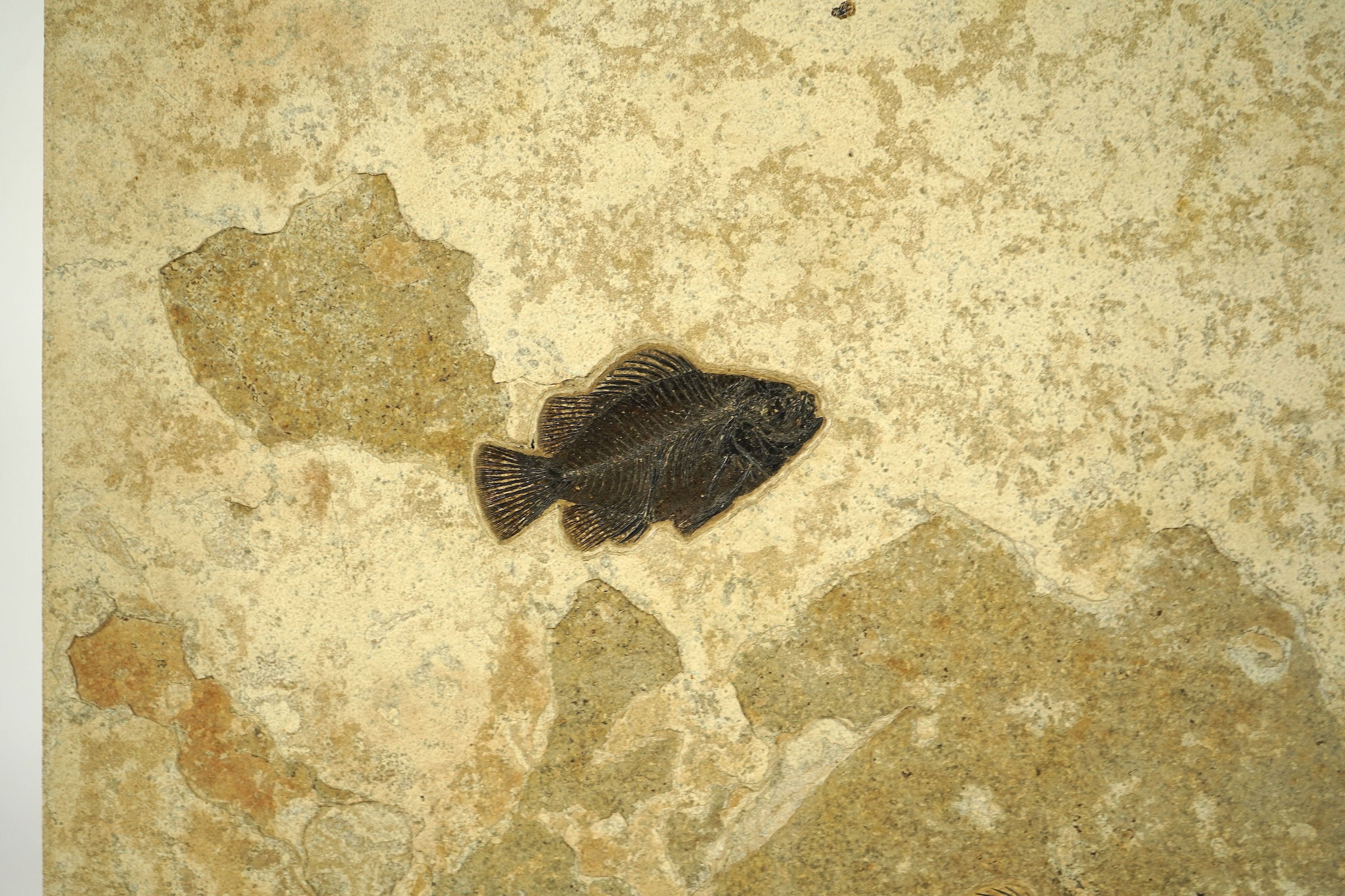 A large and impressive fish fossil triptych